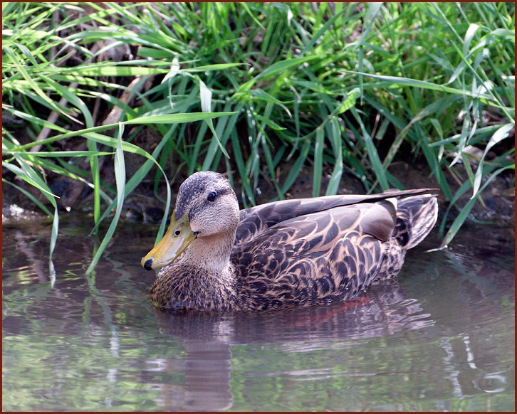 Mexican Duck