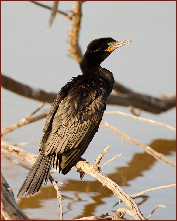 neotropic cormorant