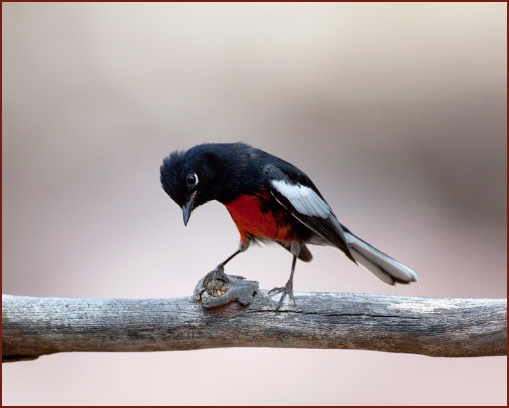 painted redstart