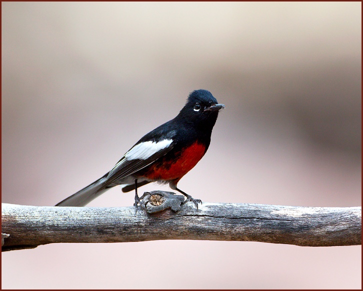 painted redstart