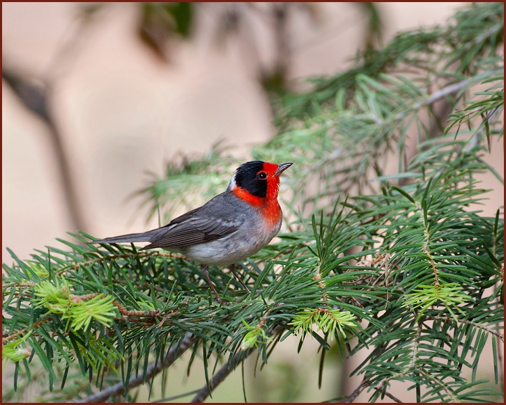 red-faced warbler