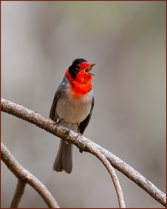 red-faced warbler