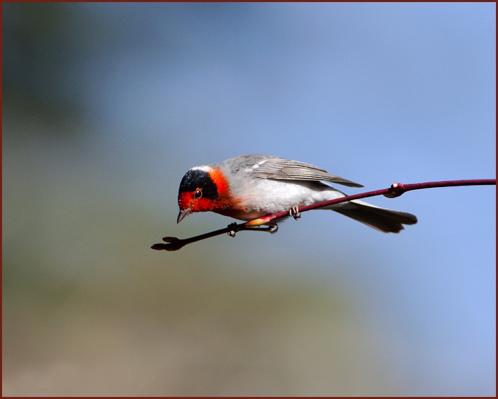 red-faced warbler