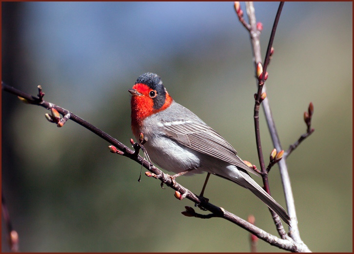 red-faced warbler