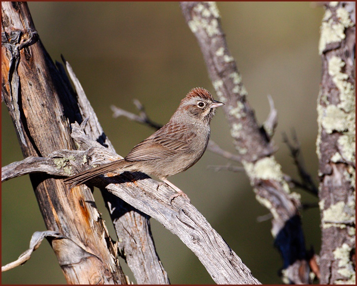 rufous-crowned sparrow
