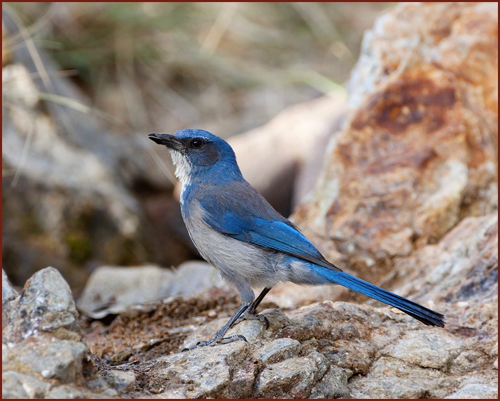 Woodhouse's scrub-jay