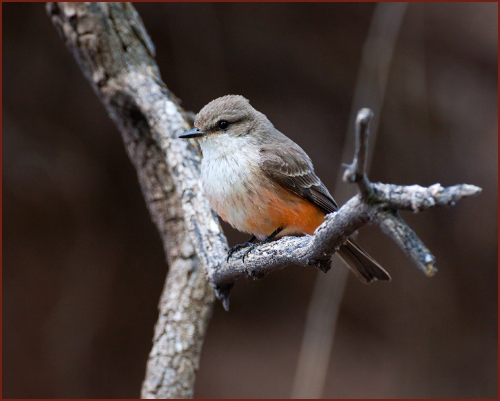 Vermilion Flycatcher