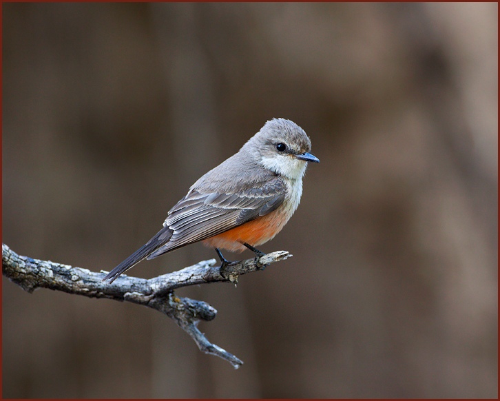 Vermilion Flycatcher