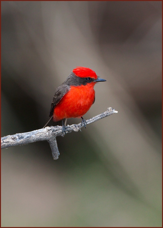 Vermilion Flycatcher