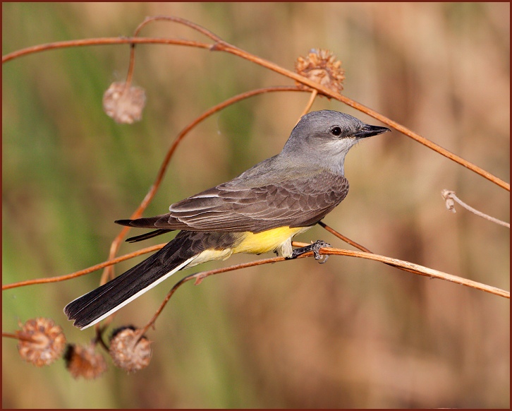 Western Kingbird