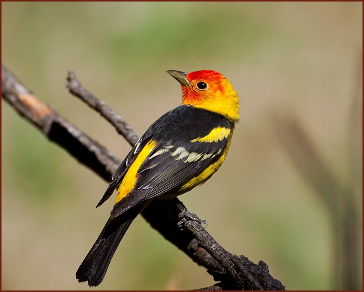 western tanager