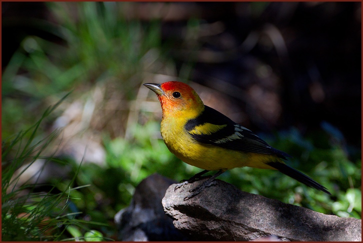 western tanager