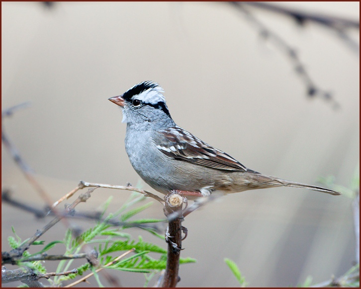 white-crowned sparrow