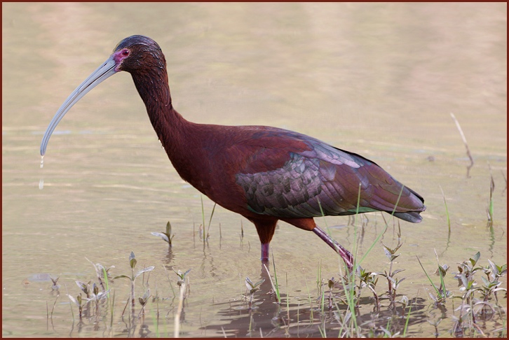 white-face ibis