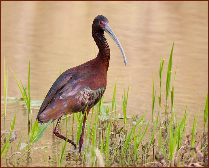 white-face ibis