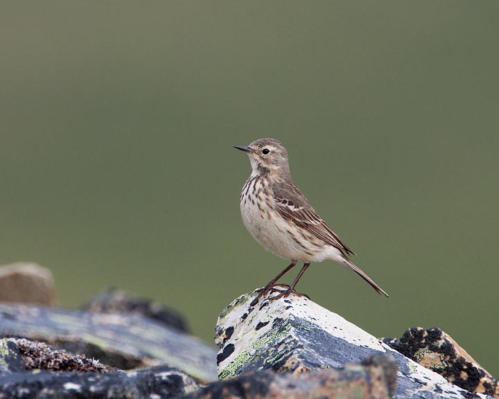 American Pipit