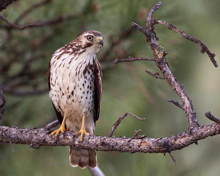 broad-winged hawk