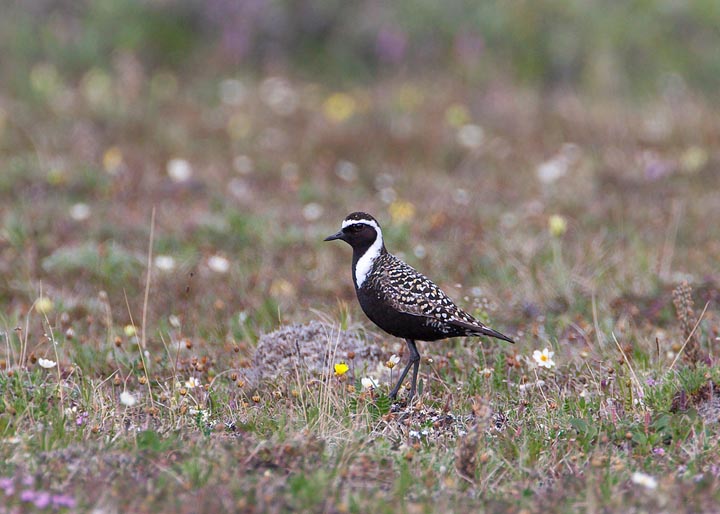 American Golden Plover