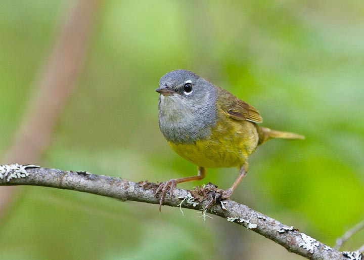 McGillivray's Warbler