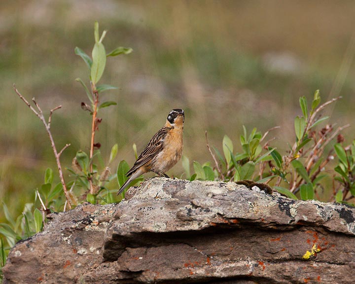 Smith's Longspur