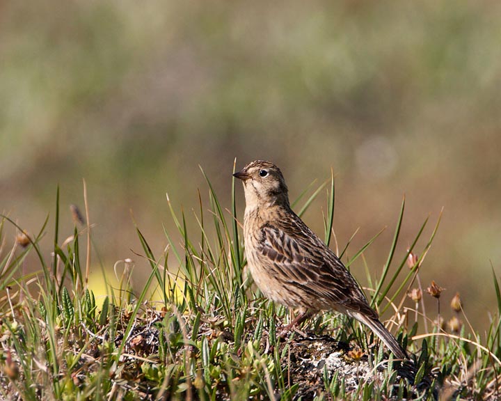 Smith's Longspur