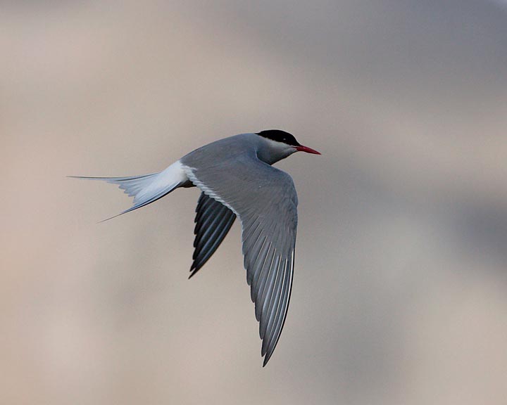 Arctic Tern