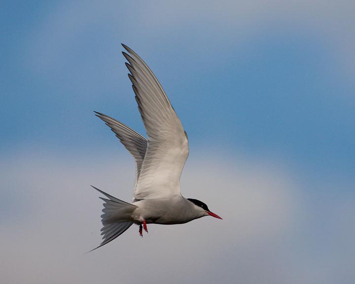 Arctic Tern