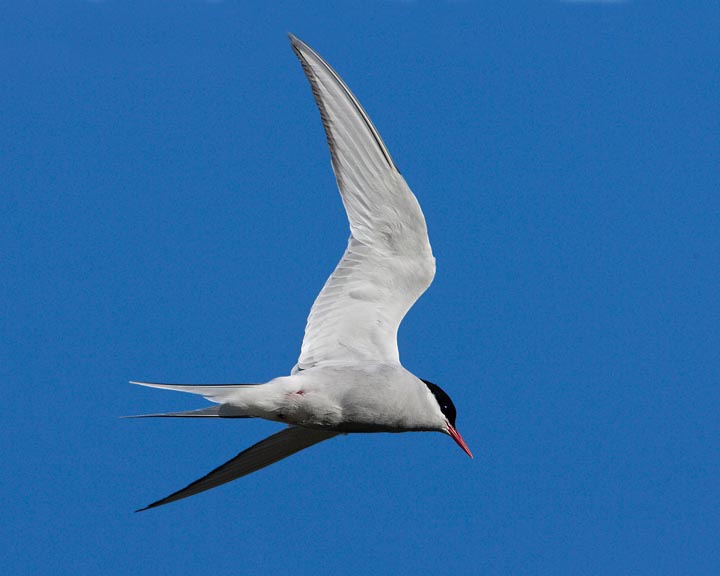 Arctic Tern