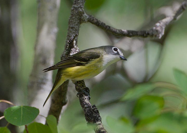 Blue-headed Vireo