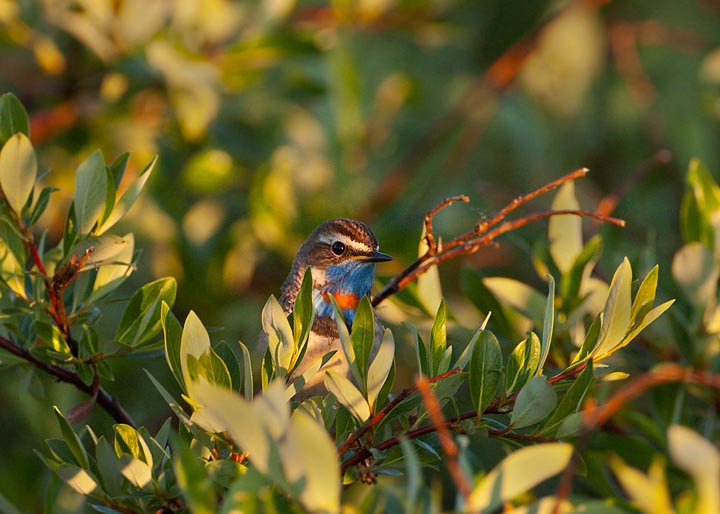 Bluethroat