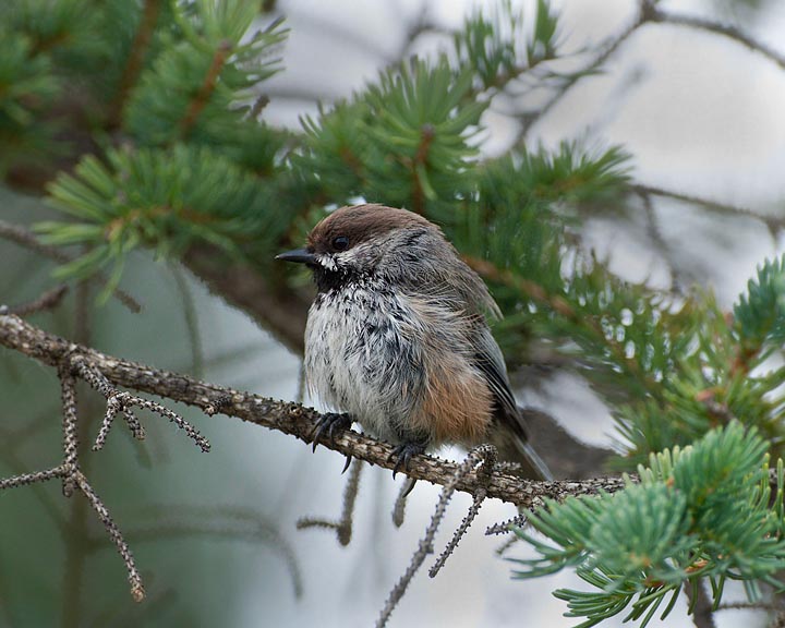 boreal chickadee