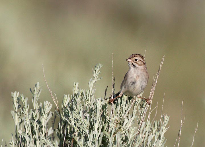 Brewer's Sparrow