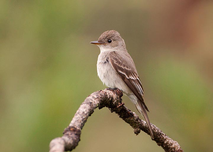 Dusky Flycatcher