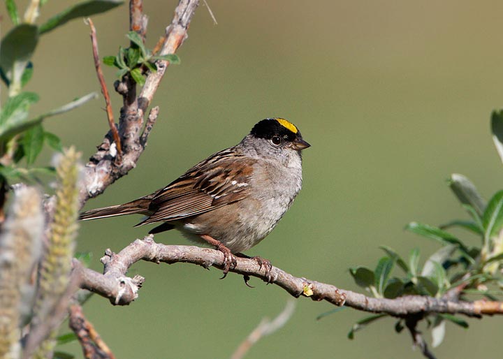 Golden-crowned Sparrow