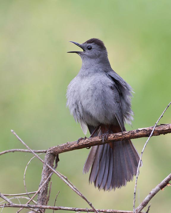 Gray Catbird