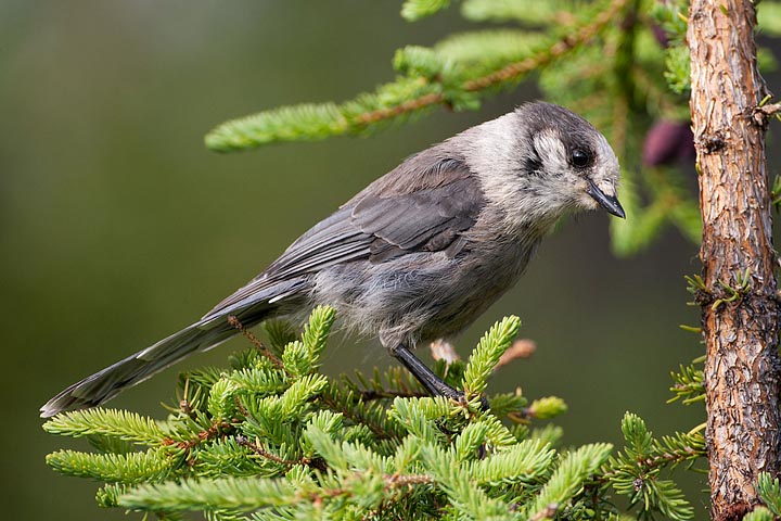 Gray Jay