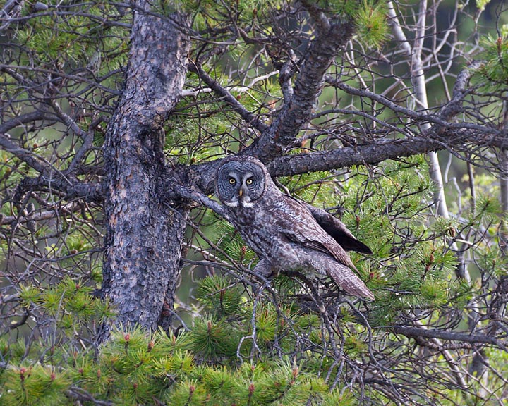 Great Gray Owl