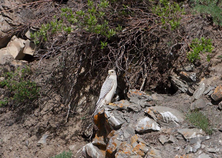 Gyrfalcon