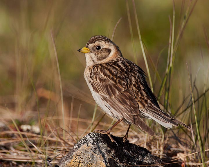 Lapland Longspur