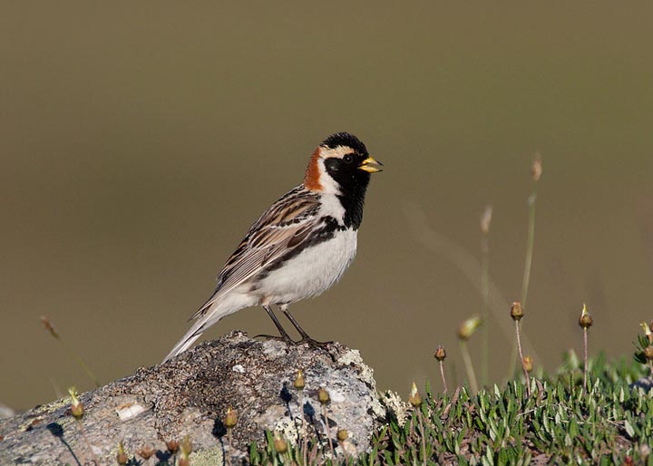 Lapland Longspur