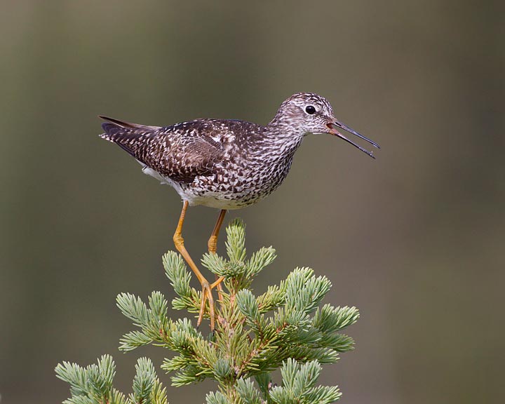 Lesser Yellowlegs