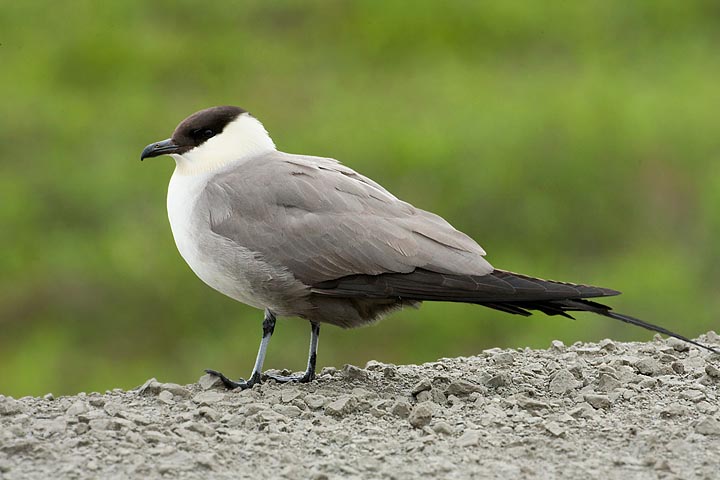 long-tailed jaeger