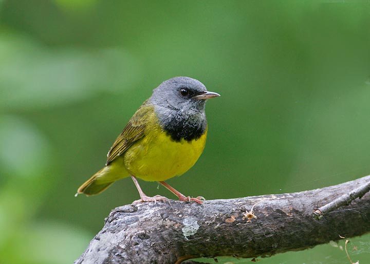 Mourning Warbler