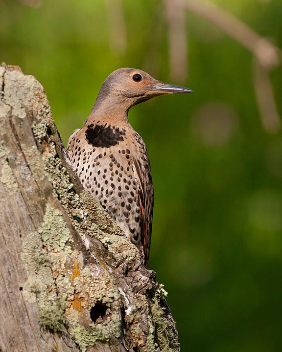 Northern Flicker