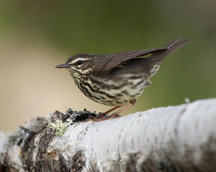 Northern Waterthrush