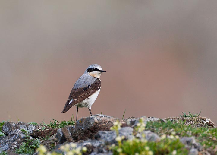 Northern Wheatear