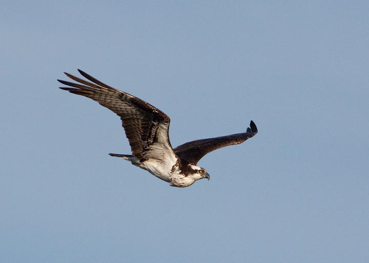 osprey