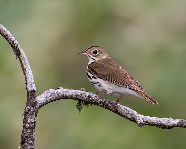 Ovenbird