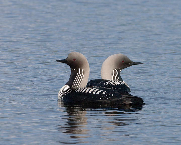 Pacific Loon