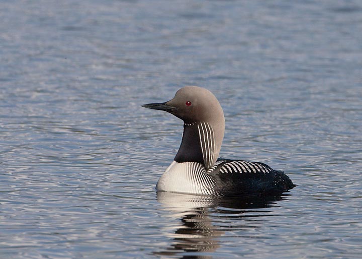 Pacific Loon